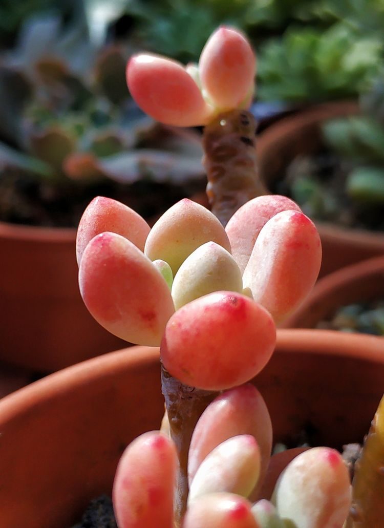 记录多肉长大的全过程,记录所有多肉成长过程