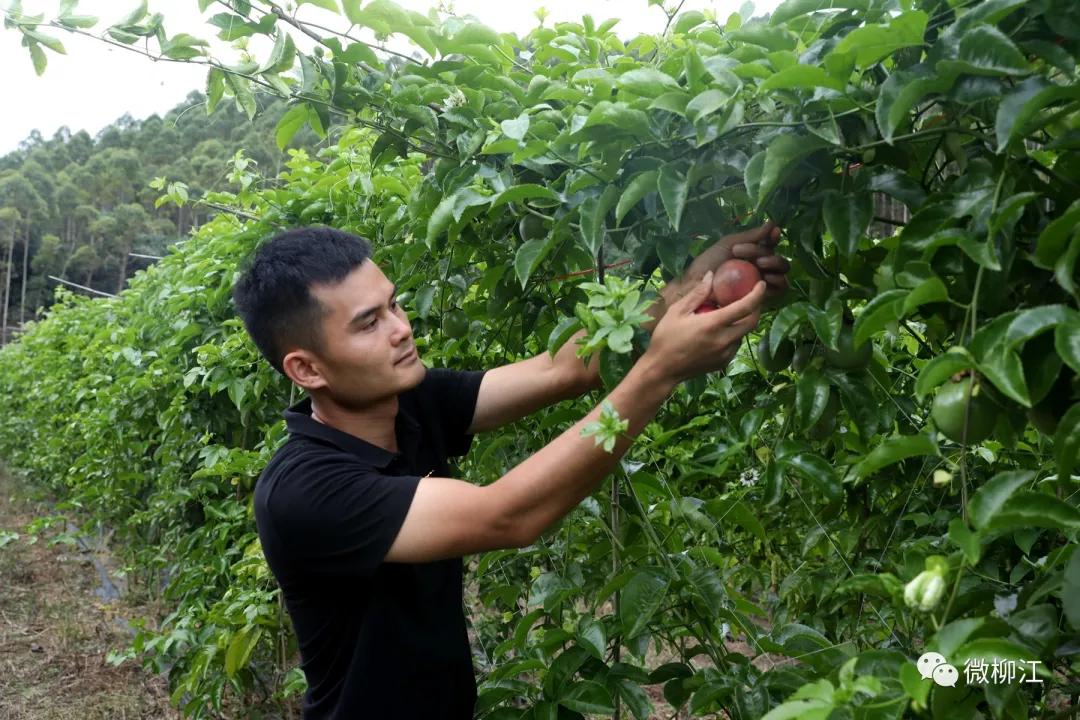 直播卖水果一年收入几百万,直播卖水果一年200万