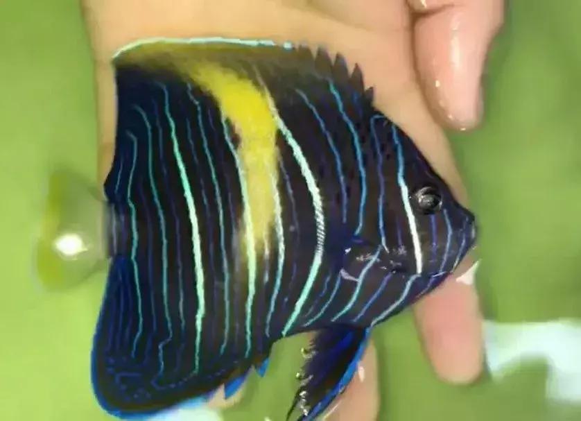 fot海水观赏鱼,fot鱼品种