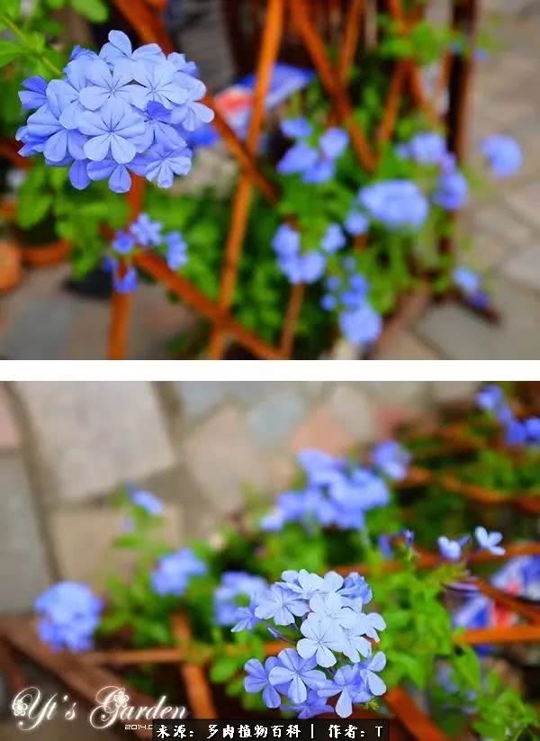 多肉还可以这样玩(上):八年养肉路剪影!