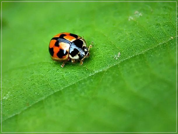 生物防治害虫,害虫的生物防治
