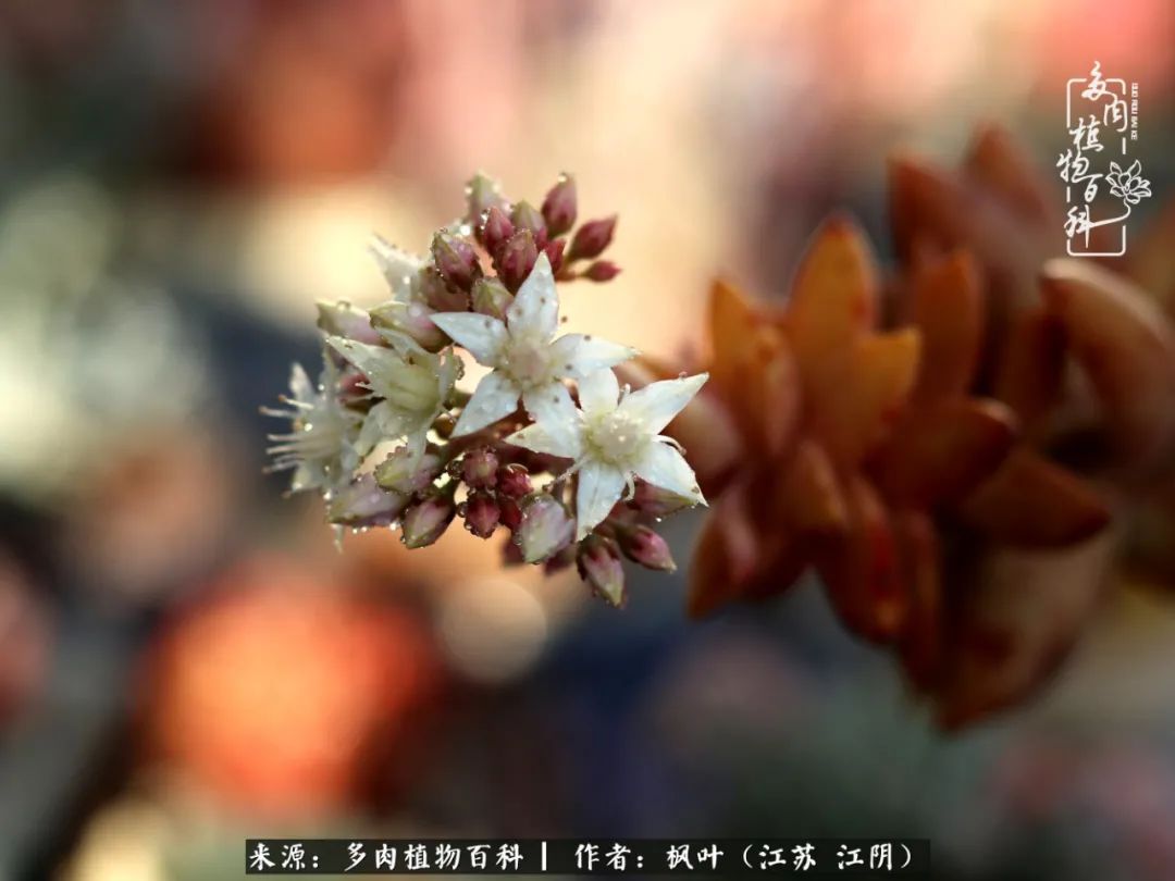 春有约,花不误,多肉与春天有个约会