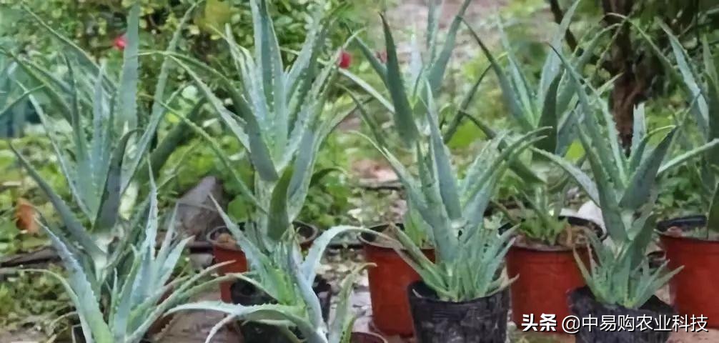 芦荟病害防治方法大全图解,芦荟有哪些虫害