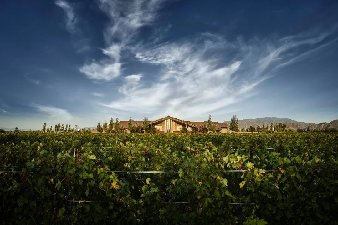 中国造葡萄酒,中国制造的葡萄酒