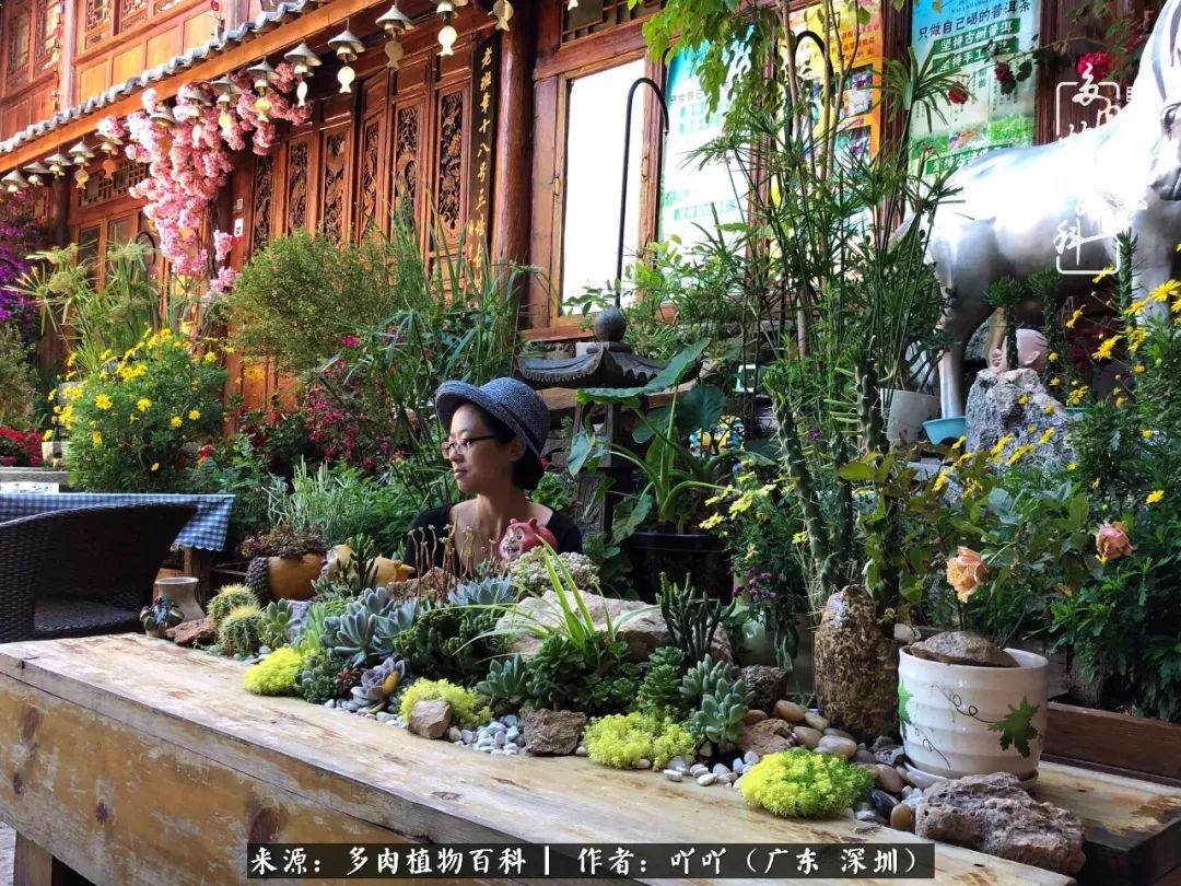 涓冨僵浜戝崡澶氳倝,浜戝崡澶氳倝涔嬫梾