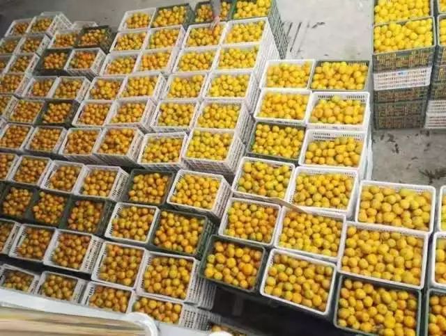 正宗红美人种植基地,中国柑橘研究所红美人