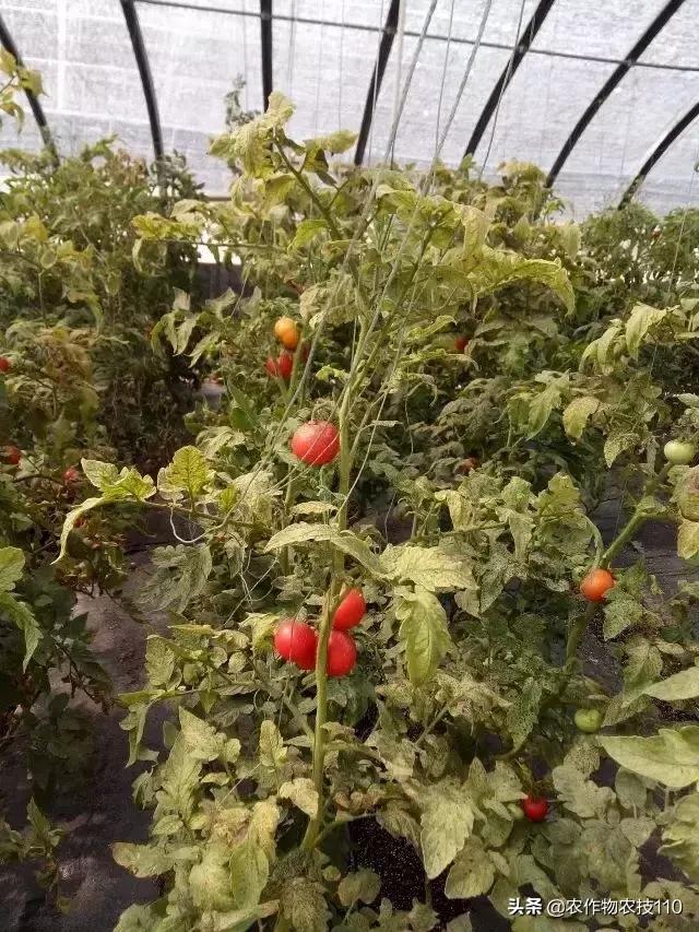 番茄界的“杀手”TY病毒和褪绿病毒，怎么对付？