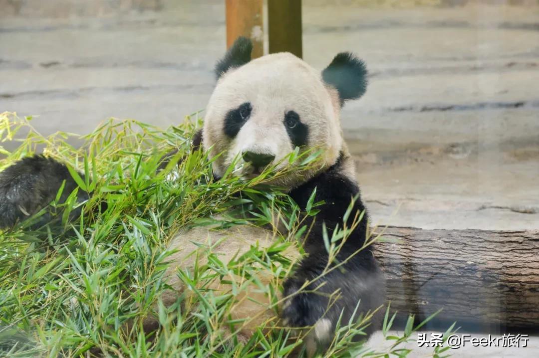 五一莫奈庄园一日游,五一不出游在家门口看风景