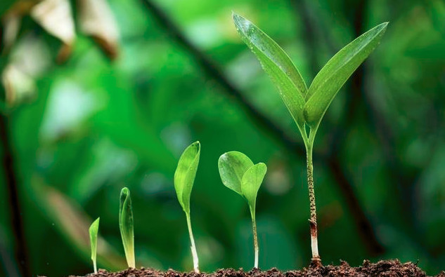 作物磷酸二氢钾使用方法,磷酸二氢钾在农作物上的使用方法