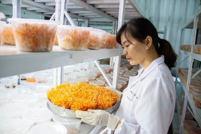 从广西“达妮”出落成“蛹虫草皇”