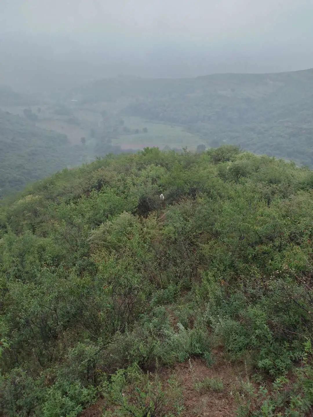 努比亚越来越火了,努比亚当年爆火的原因