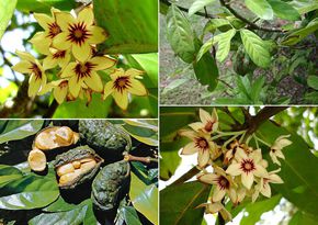 可乐能长在树上吗,可乐是树上长的吗