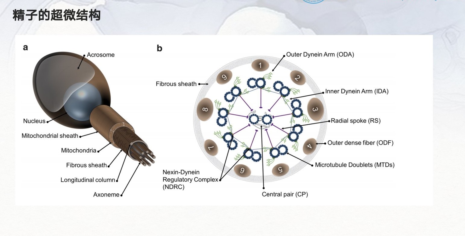 严重弱精症和完全无活动精子的原因是啥？