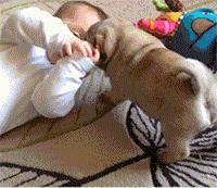 巴哥犬的饲养日常护理很重要,新手养巴哥犬