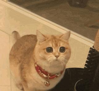 关于猫咪鼻子的8大秘密,猫咪的鼻子有什么特点和作用