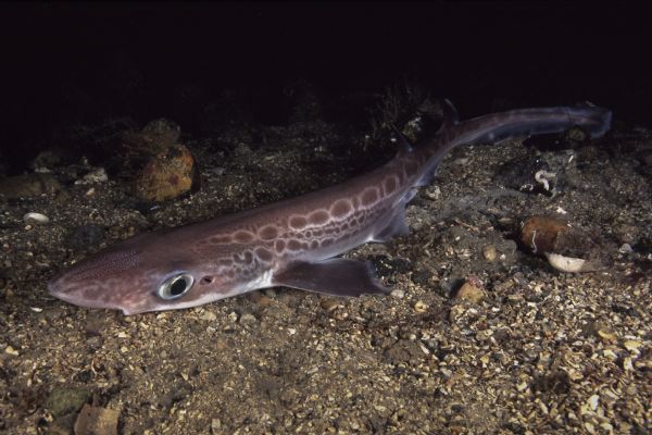 僵尸鲨鱼真正存在在哪里,撒丁岛发现僵尸鲨鱼