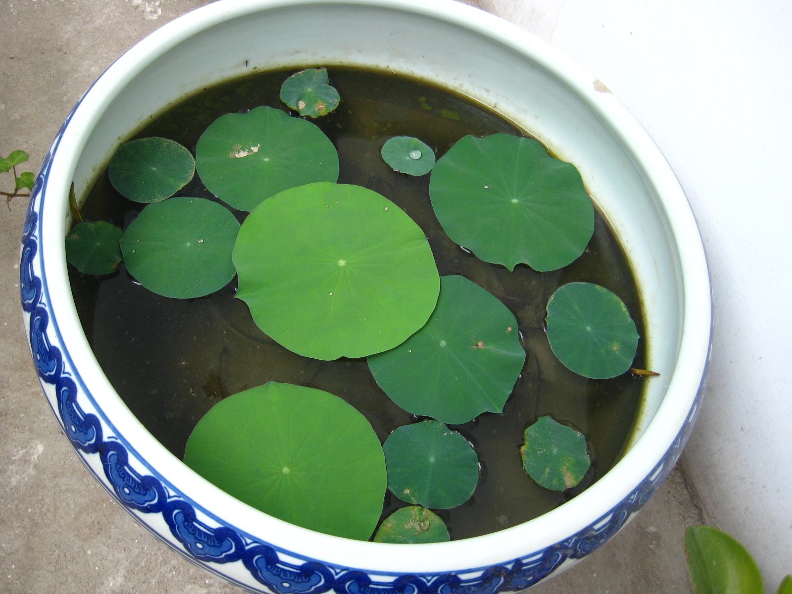 碗莲种植方法水培好还是泥土种好,11月份能用碗莲种子种碗莲吗