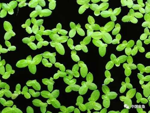 喂鱼算是养鱼最大的乐趣吗,养鱼的乐趣就是每天喂鱼