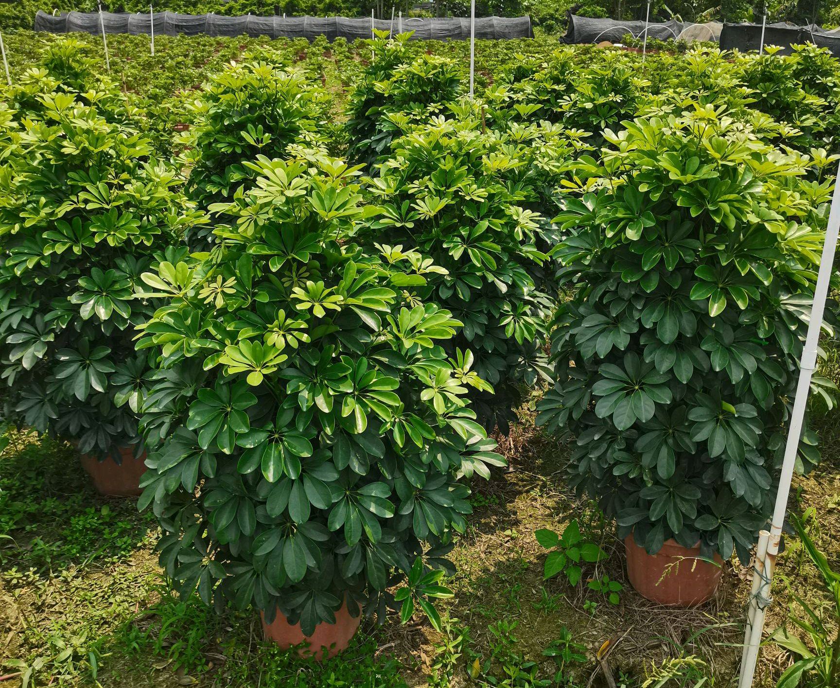 适合阳光暴晒的观叶绿植,适合室内养的高端观叶绿植