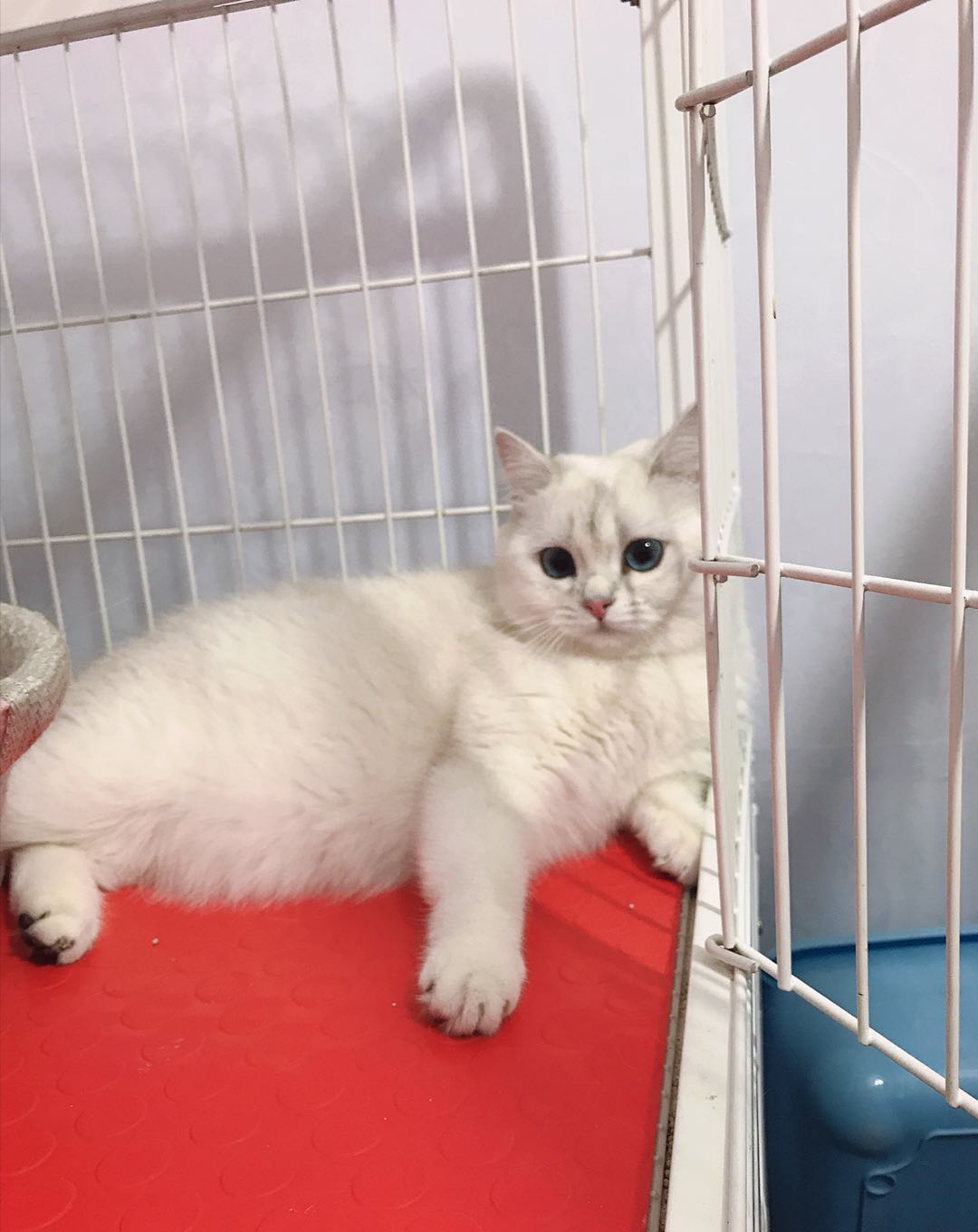 猫咪捕猎时胡须的作用 (猫咪胡须的作用是什么)