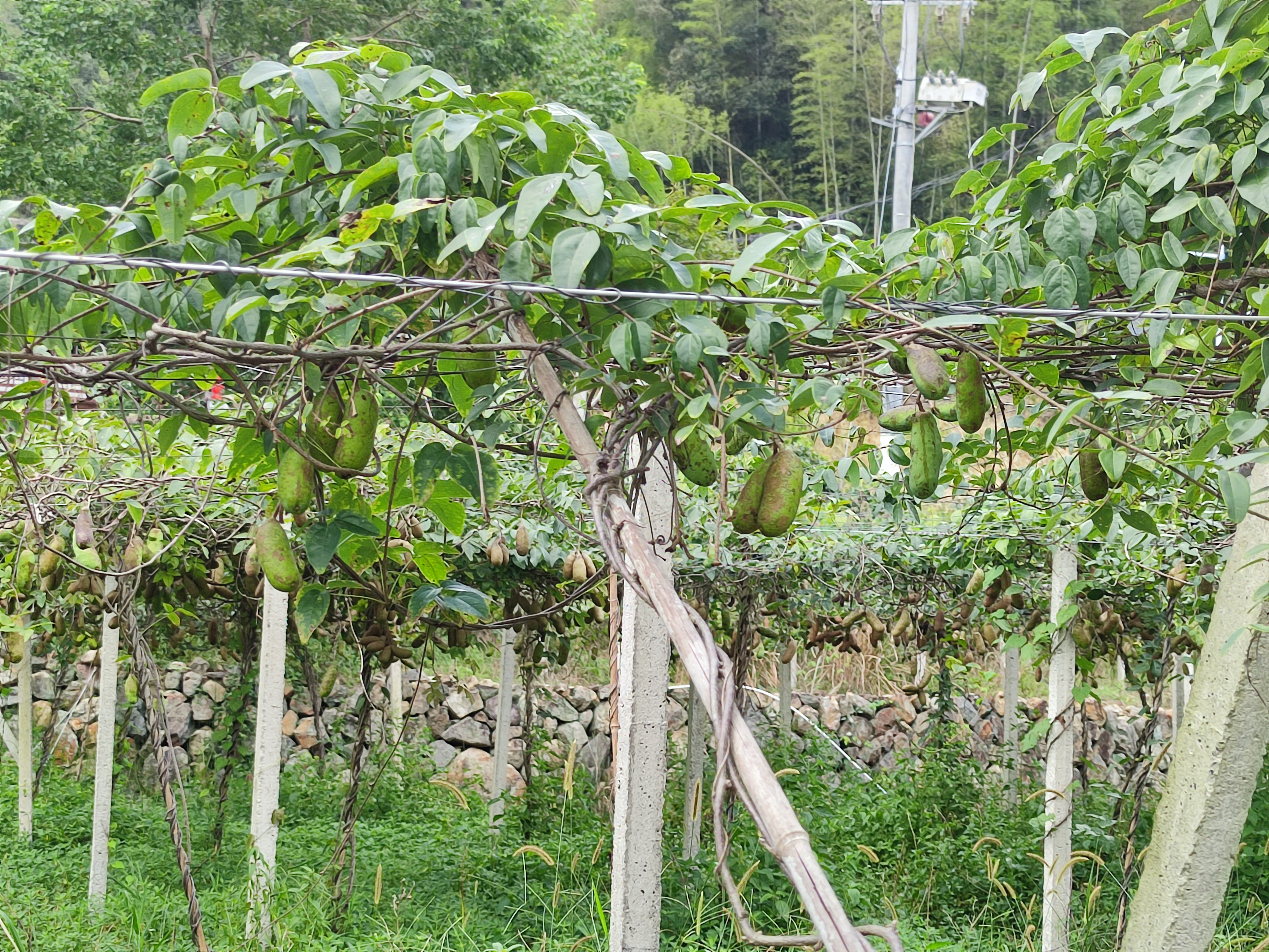青山网红村,寿山九峰村有农家乐吗