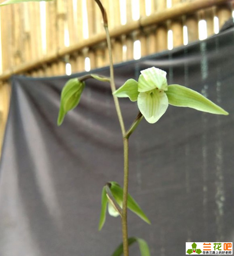 素心兰花和青山玉泉兰花哪个更好,素心兰花是什么样子