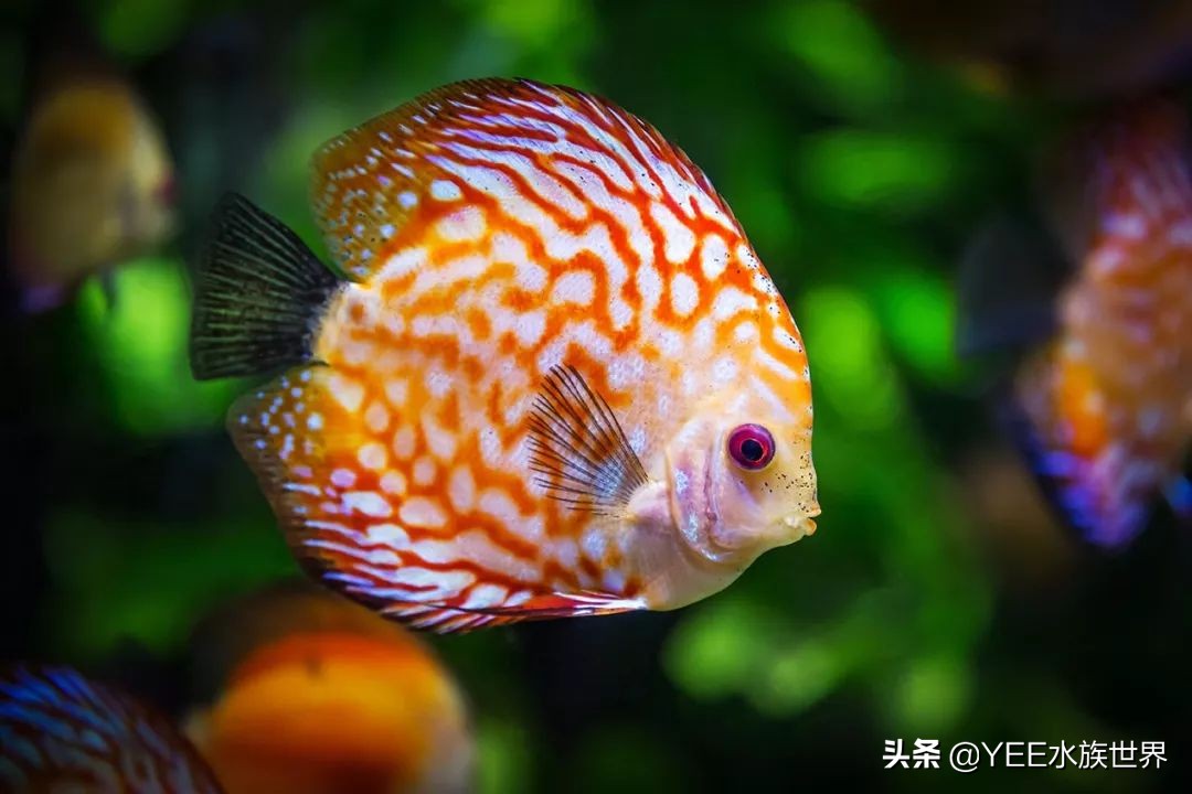 建议穷人养的10种中型热带鱼,超难养的宠物