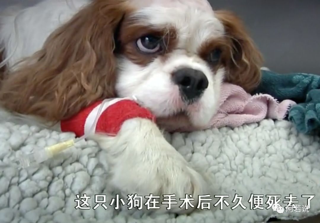 揭秘非法贩猫产业链,揭秘行业秘密