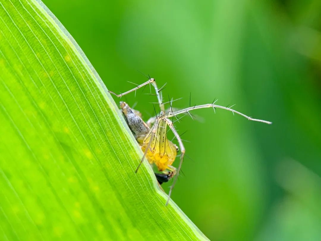 手机摄像头都有什么作用,手机各种摄像头有什么作用