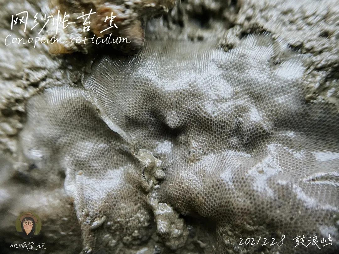 鼓浪屿赶海抓虫,鼓浪屿赶海佛手螺