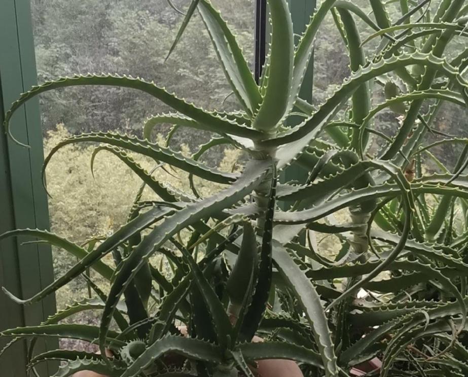 芦荟黄叶烂根,芦荟烂根黄叶