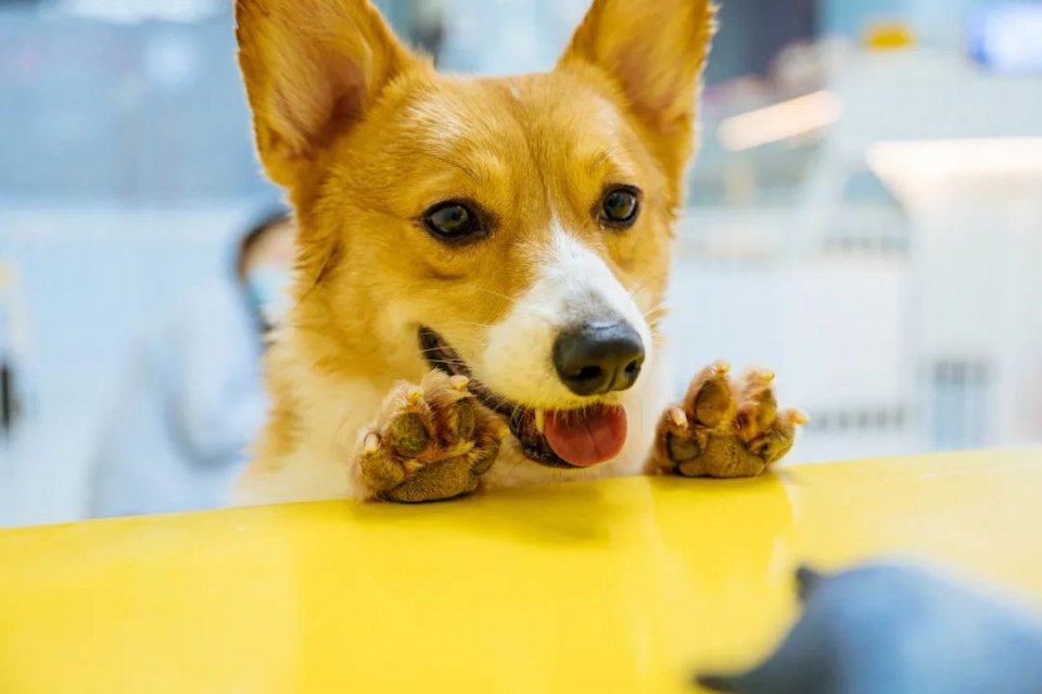 吸屁屁，短腿大耳肉嘟嘟，这家店进去就出不来了…