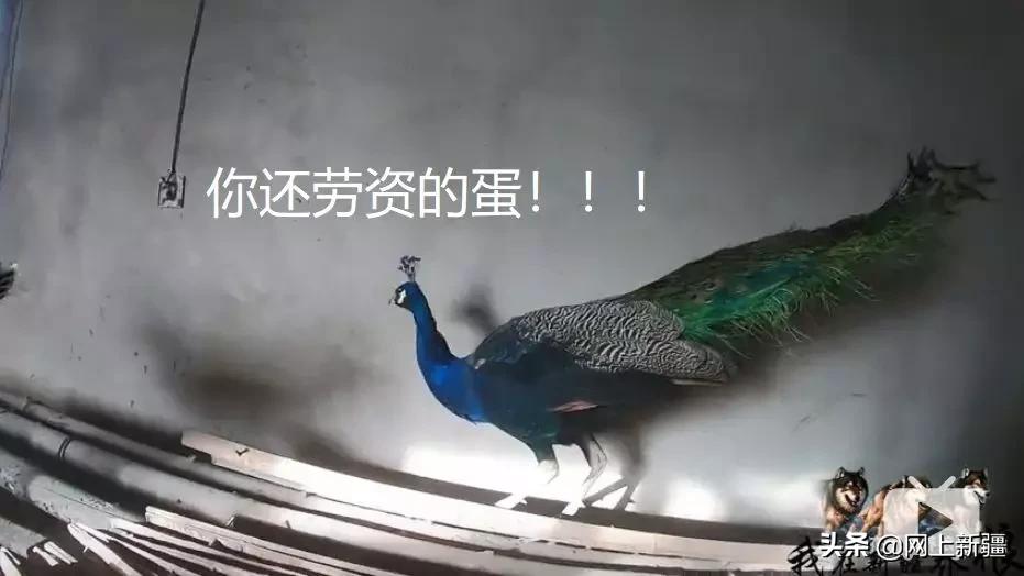 这位“女汉子”在*疆新**，把狼养成了哈士奇，就是经常揍狼的那个