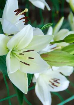 辽宁凌源百合花基地,凌源北方花都