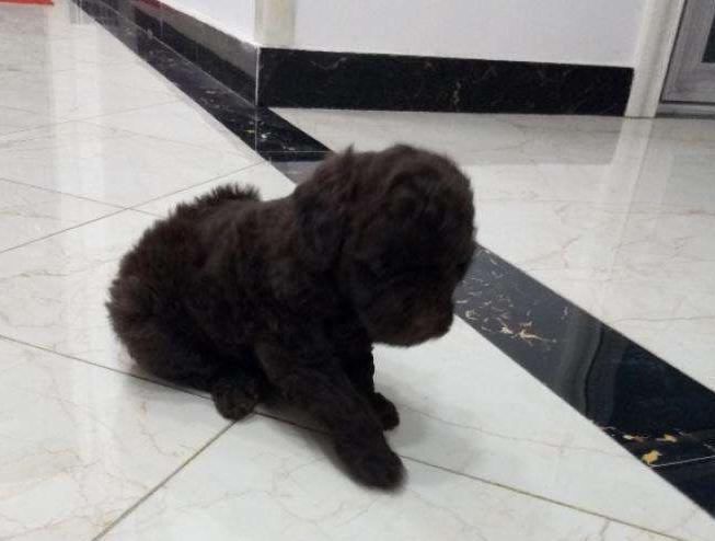 泰迪犬喜欢舔人的手是怎么回事,泰迪犬喜欢轻轻咬主人