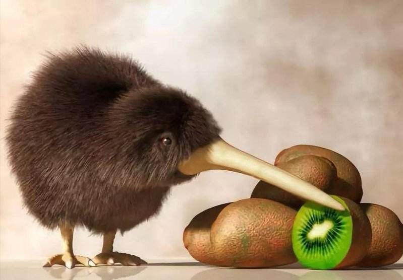 说它是鸟，却没有翅膀和尾巴，说它是兽，却只有两条腿，是啥奇葩