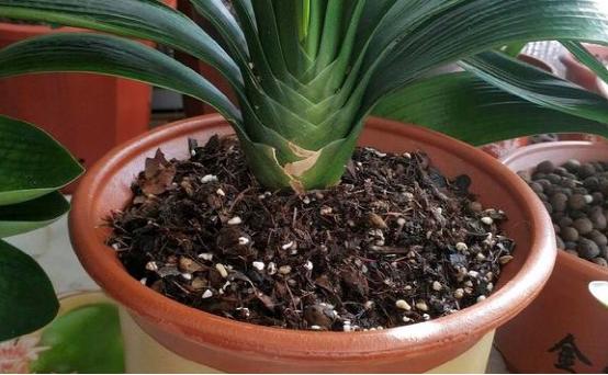 养花用阿司匹林浇花方法,啤酒加阿司匹林正确浇花使用方法