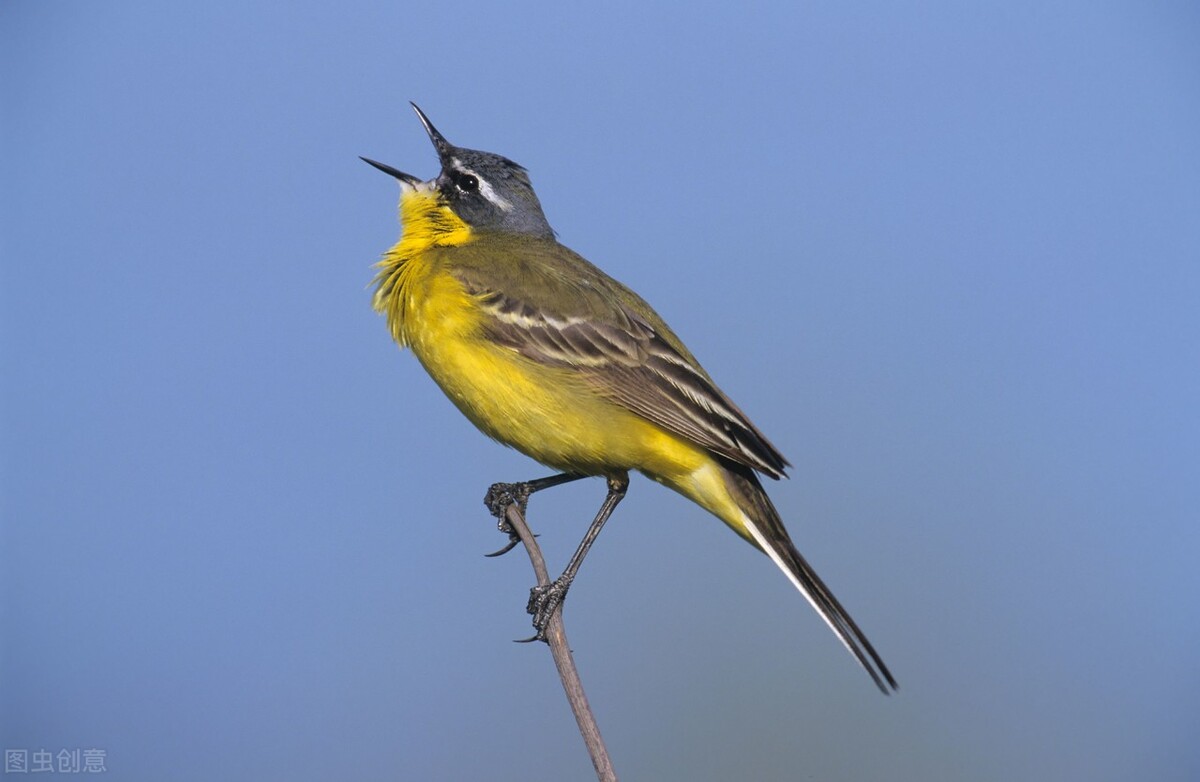 鸣禽声音,鸣禽叫声