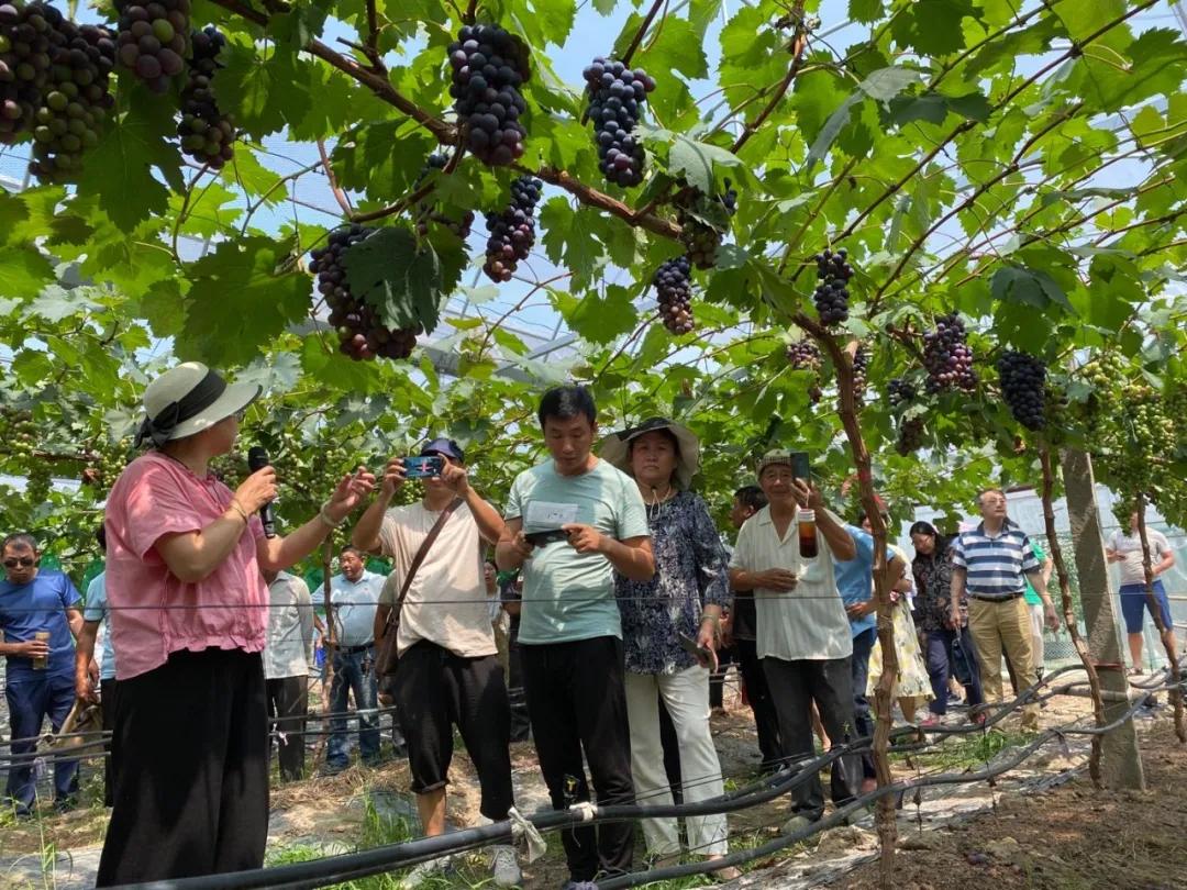 最新的早熟葡萄品种,比较好的早熟葡萄品种