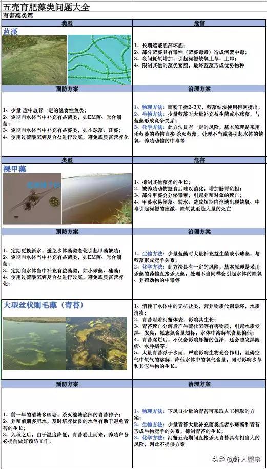 绿藻蓝藻青苔怎么区别,为什么藻类不容易存活