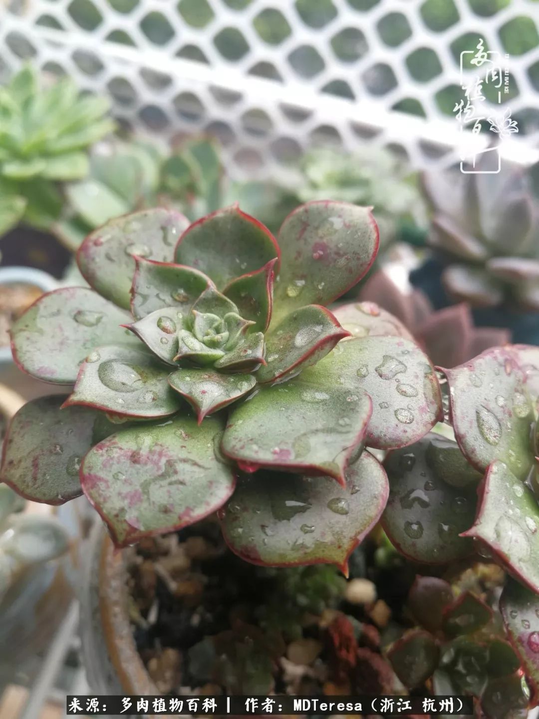 养好能养好的才是王道！期待多肉们的华丽转身