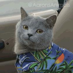 猫加强和猫三联一样吗,猫大狸花猫