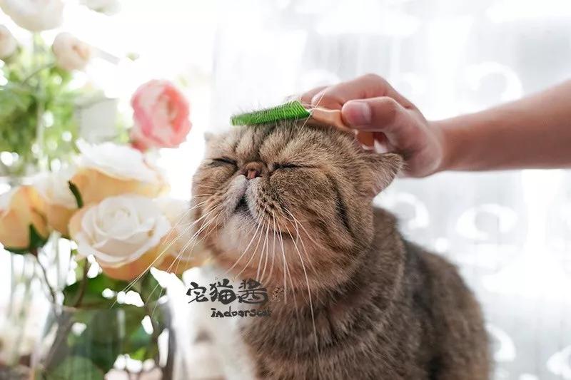猫撸毛的工具,去猫毛神器推荐实测有效第一