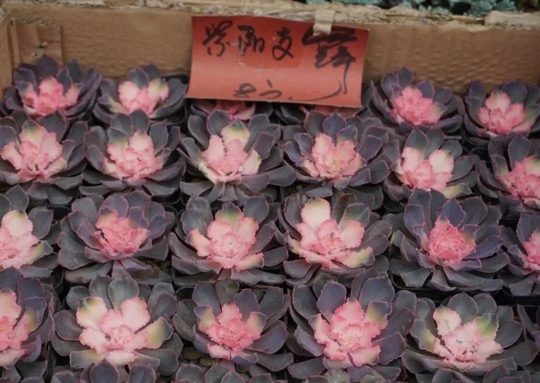 养多肉植物掌握几个要点,新手多肉植物如何养殖才能养得好