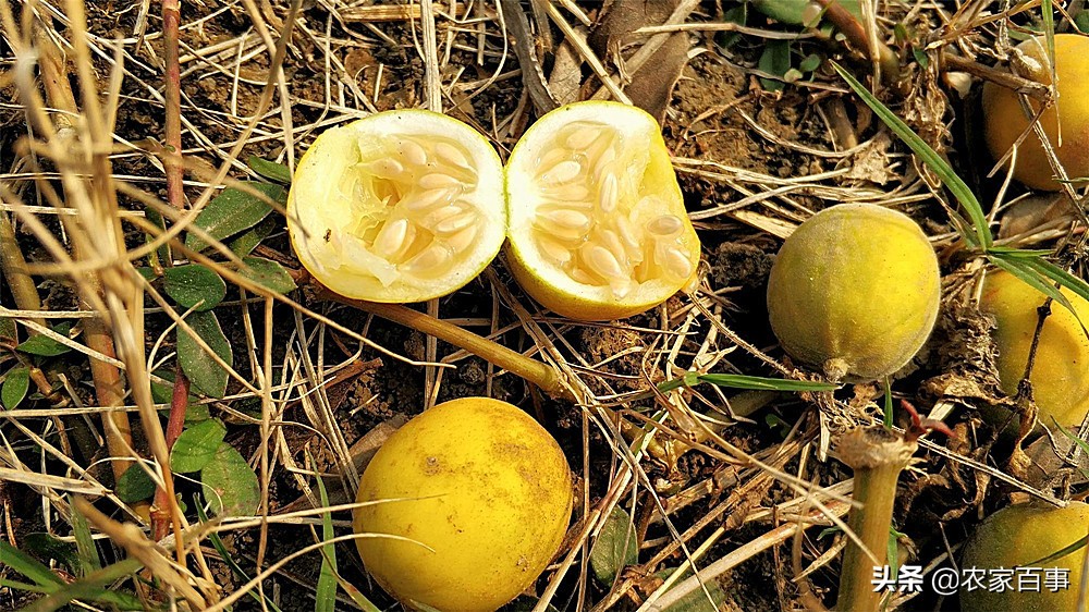 农村的小屎瓜是什么,农村常见屎瓜来历