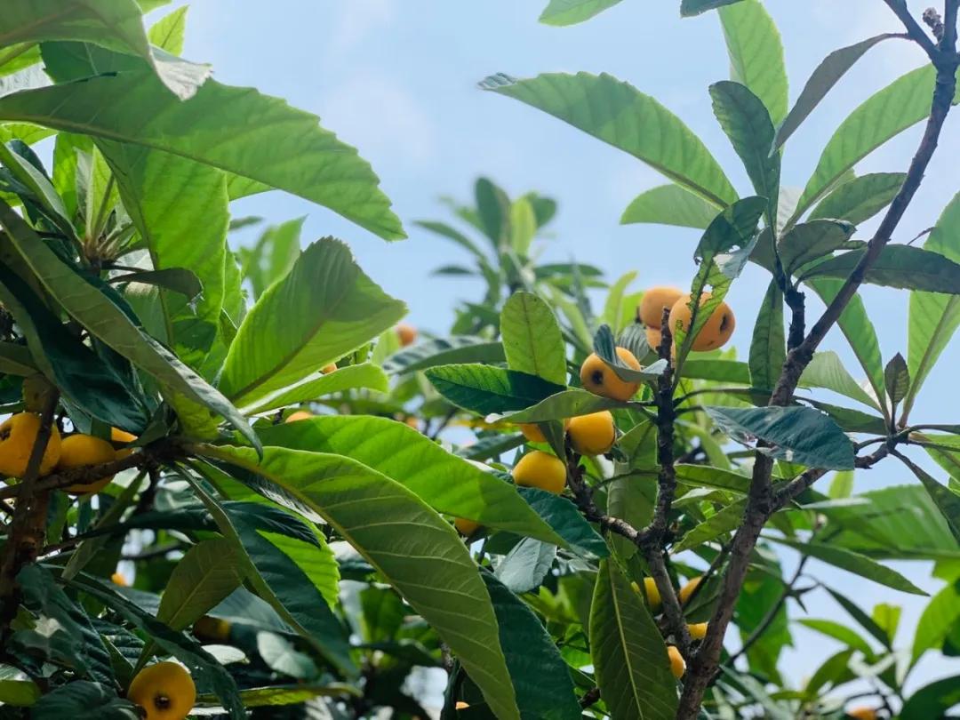 周末东山采枇杷采摘攻略已出,枇杷采摘攻略