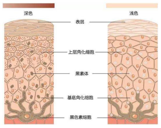 胶原蛋白是智商税还是美容圣品,胶原蛋白是智商税