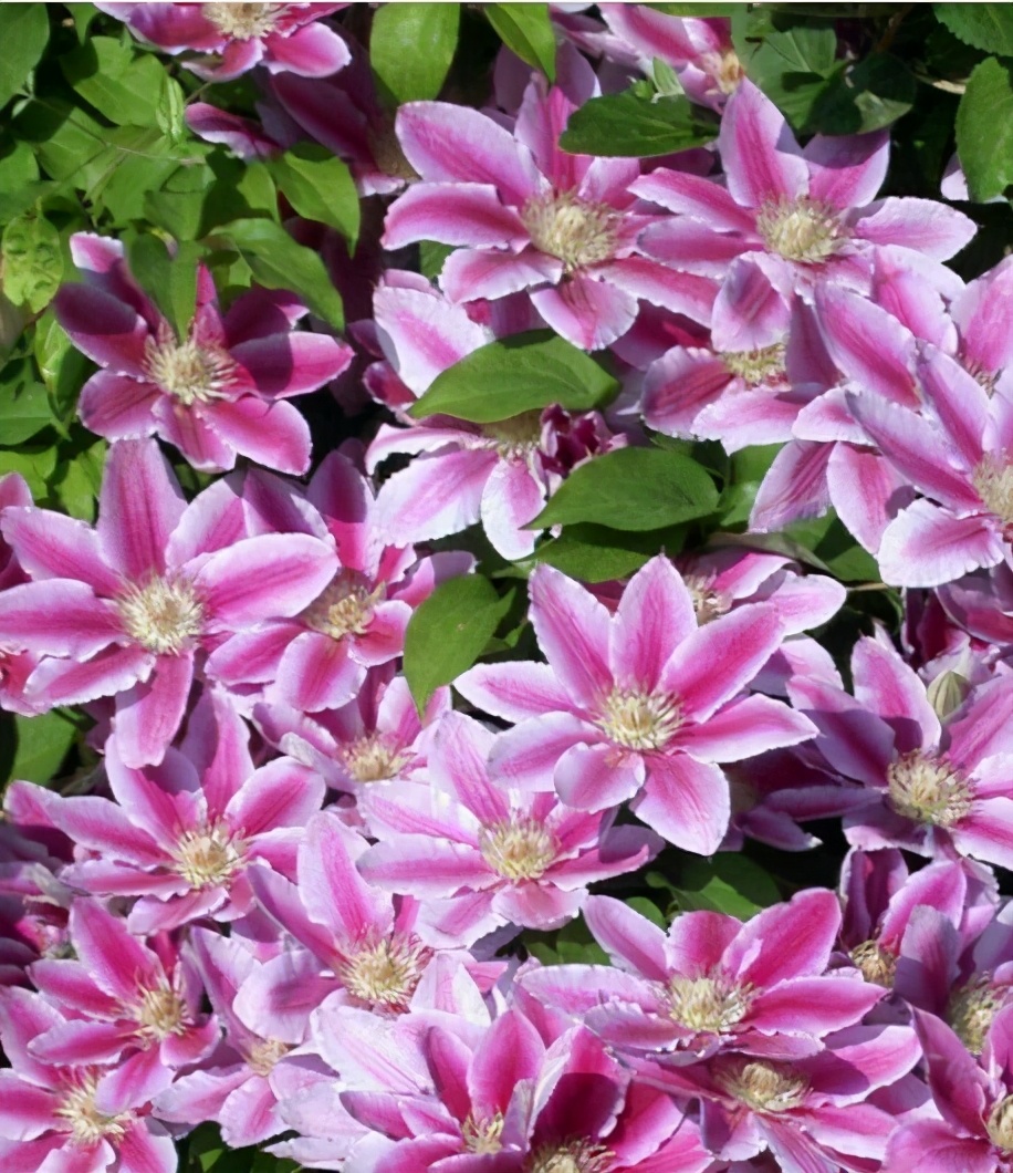 李子柒的院子都种的啥,李子柒推荐的三种花