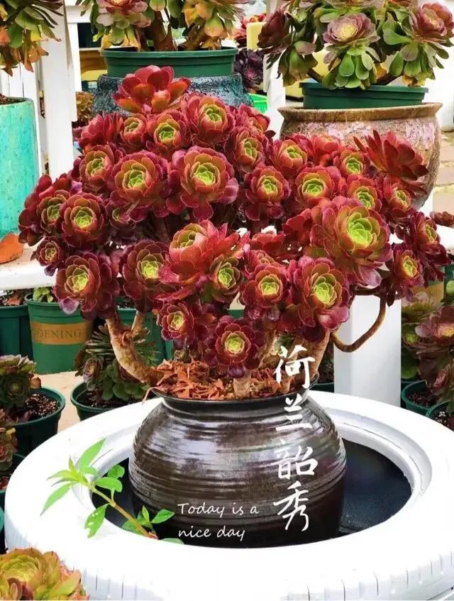 多肉法师韶羞现在能摘心吗,韶羞法师和荷兰玫瑰法师的区别