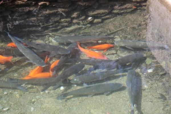 草鱼养殖盈利的最佳模式,草鱼亩产利润分析